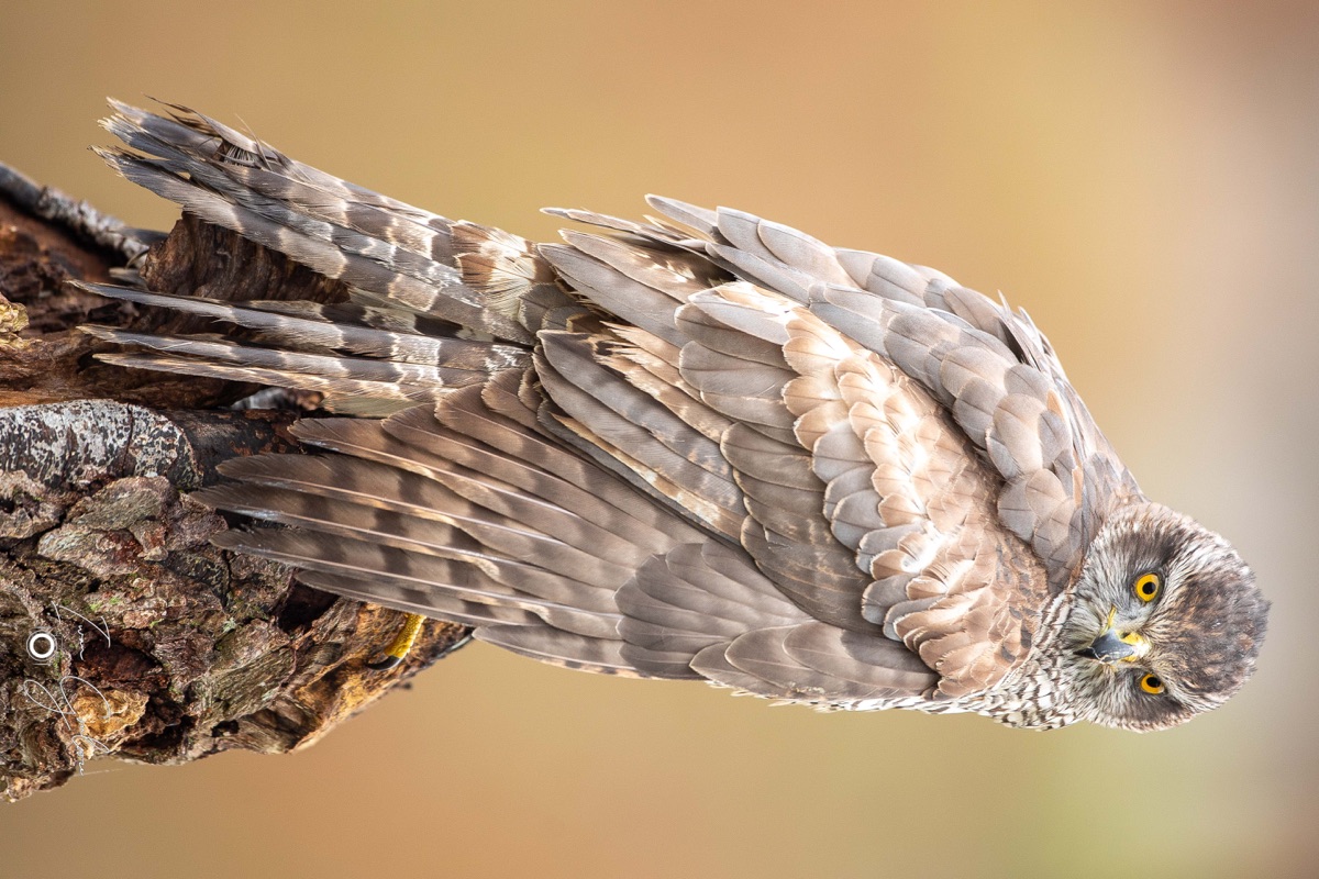  5D40317 28 november 2021 1135 37